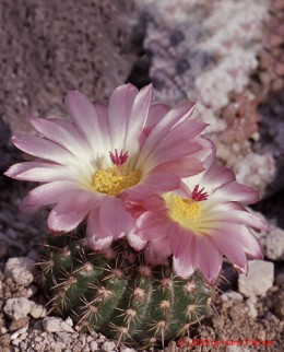 Notocactus cv. CJT142